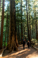 Ross Creek Cedars