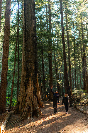 Ross Creek Cedars