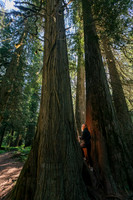 Ross Creek Cedars