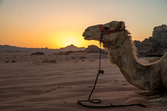 Camel Rides in Wadi Rum