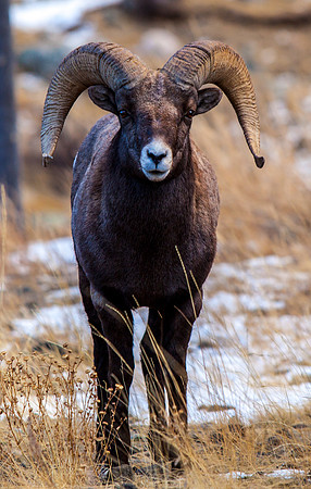 Big Horn Sheep