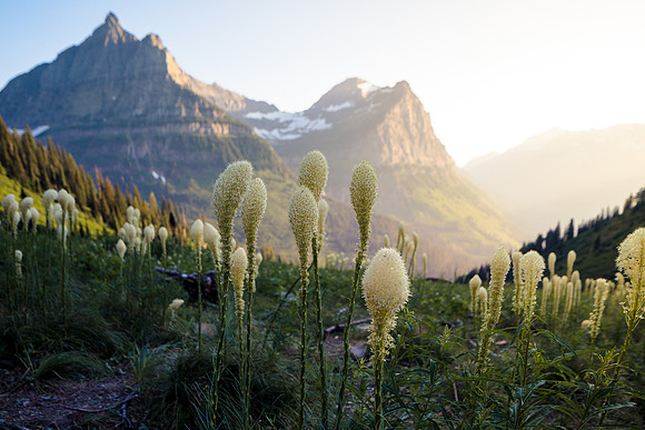 Beargrass near Going to the Sun Road