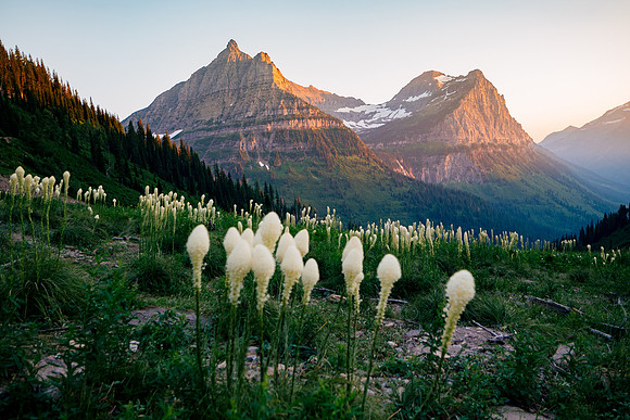 Beargrass near Going to the Sun Road