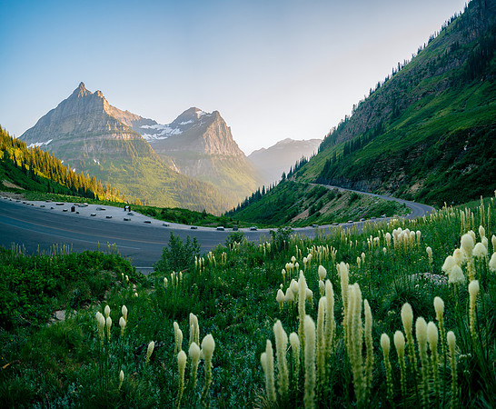 Beargrass near Going to the Sun Road