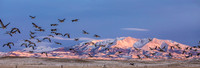 Geese in Front of the Crazy Mountains