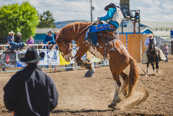 Bucking Horse Sale