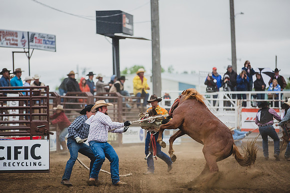 Bucking Horse Sale
