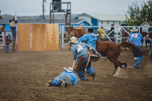 Bucking Horse Sale