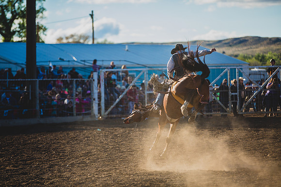 Bucking Horse Sale