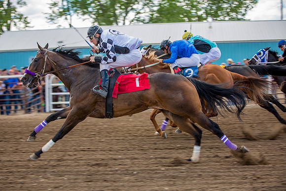 Bucking Horse Sale