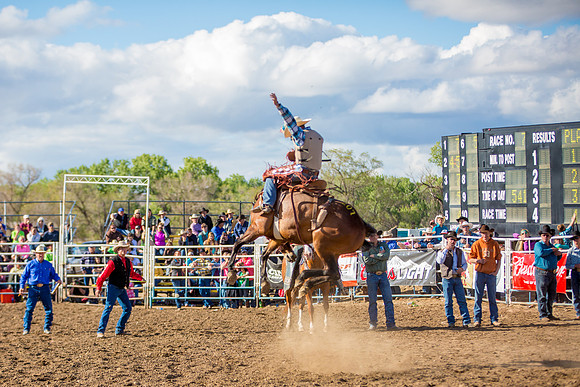 Bucking Horse Sale