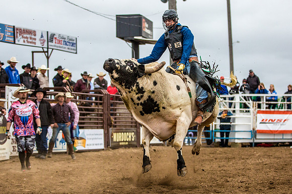 Bucking Horse Sale