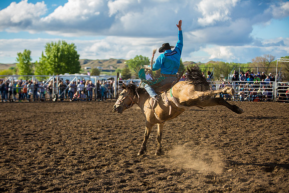 Bucking Horse Sale