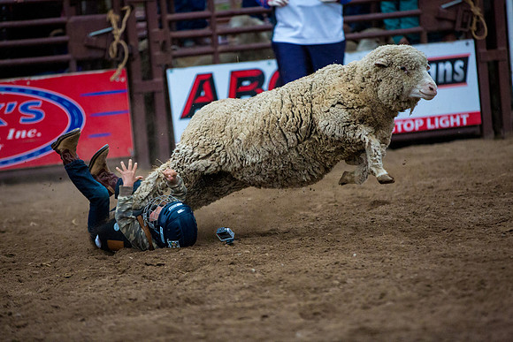 Bucking Horse Sale