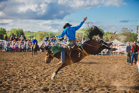 Bucking Horse Sale