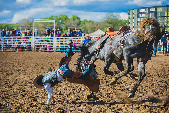 Bucking Horse Sale