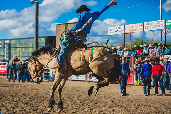 Bucking Horse Sale