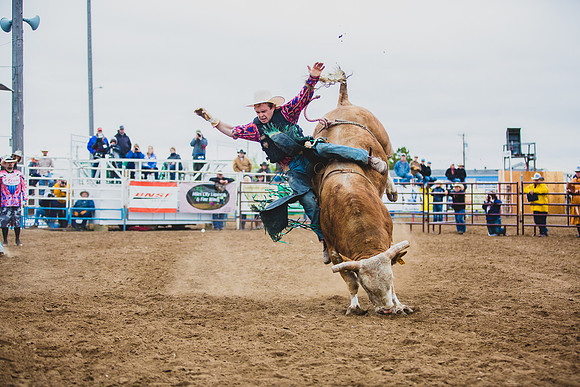 Bucking Horse Sale