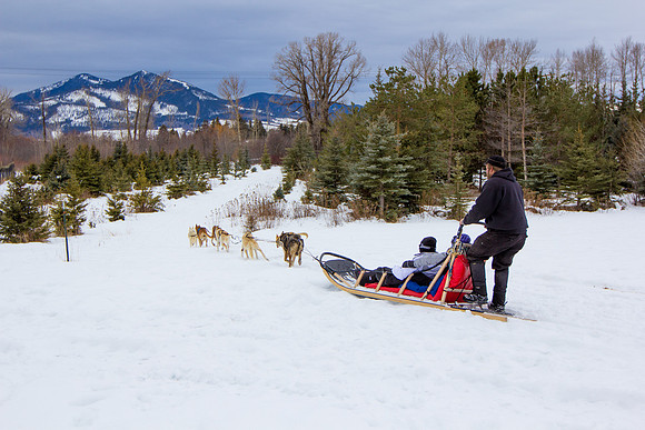 Dog Sledding near Paradise Valley
