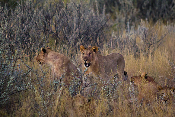 Young lion pride near Etosha National Park, Namibia