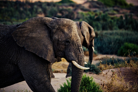 Namibian Desert Elephants at sunset in Damaraland