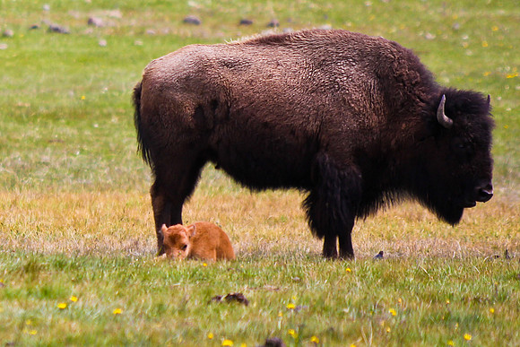 Bison with newborn calf