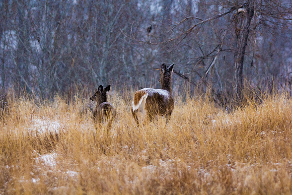 Whitetail Deer