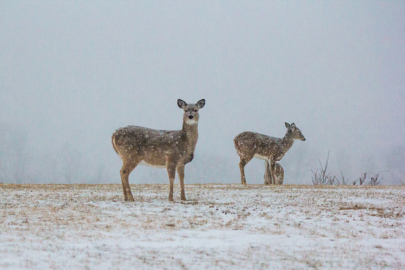 Mule Deer in Snowstorm