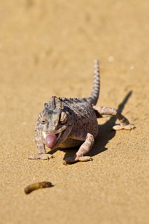 Desert Chameleon