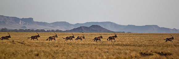 Oryx