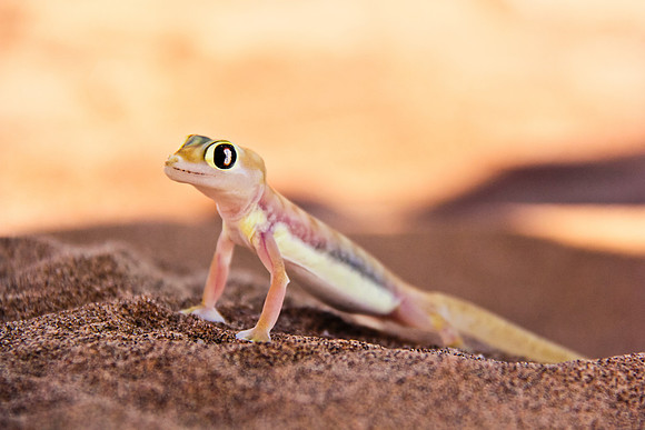 Palmato Gecko