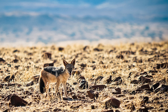 Jackal