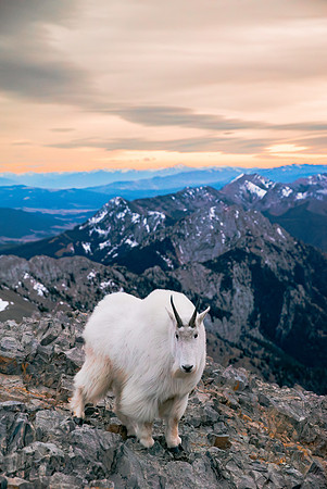 Bridger Mountains - Custer Gallatin