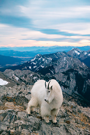 Bridger Mountains - Custer Gallatin
