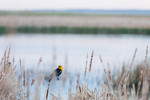 Bowdoin National Wildlife Refuge