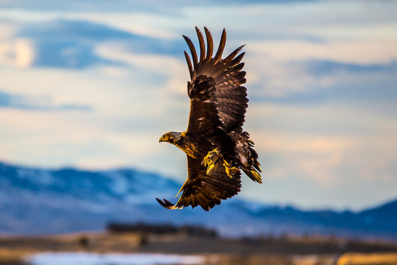 Golden Eagle near Bozeman, MT