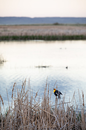 Bowdoin National Wildlife Refuge