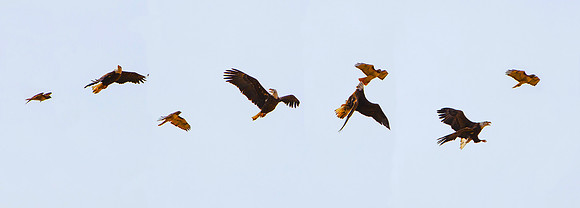 Composite of a Bald Eagle vs. a Red Tailed Hawk