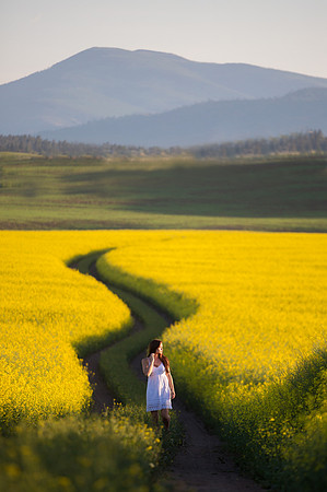 Canola fields, Whitefish, MT
