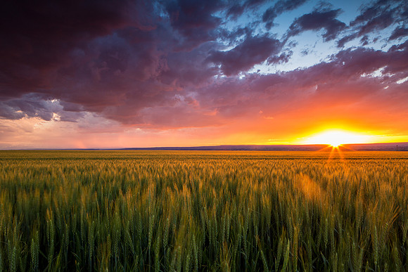 Sunset over a wheat field outside of Billings, Montana