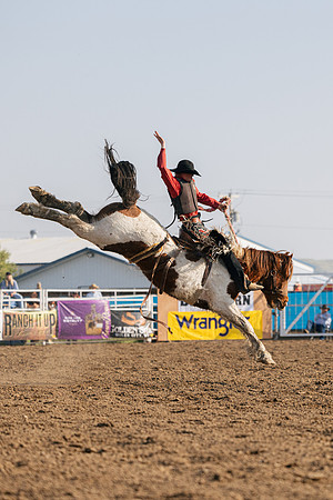 Bucking Horse Sale