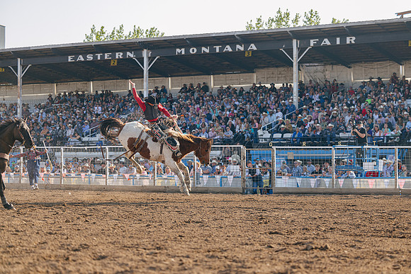 Bucking Horse Sale