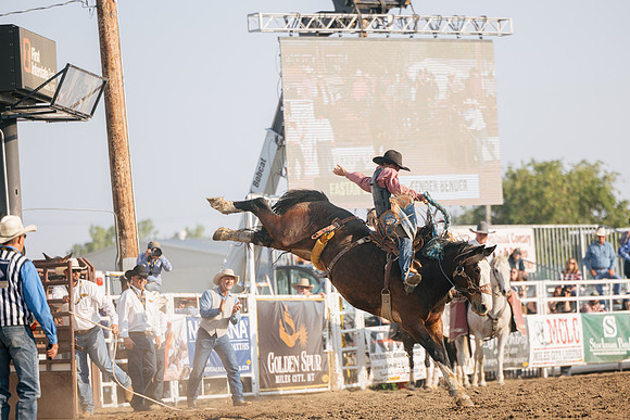 Bucking Horse Sale