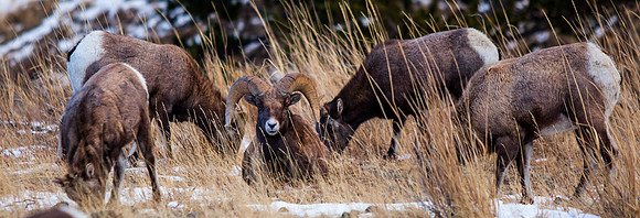 Big Horn Sheep