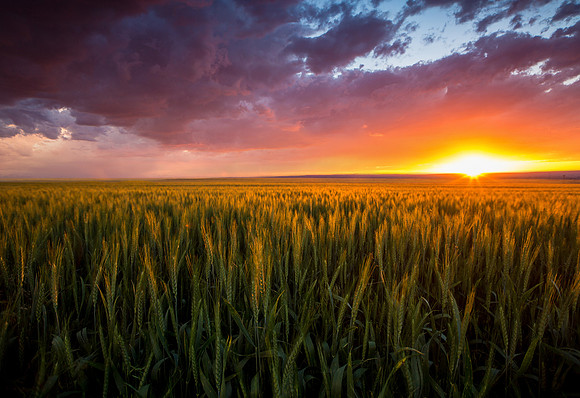 Wheat Field outside of Billings, Montana