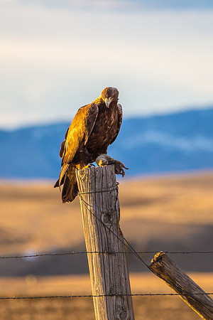 Golden Eagle near Bozeman, MT