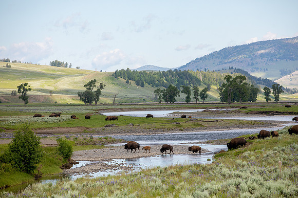 Yellowstone National Park