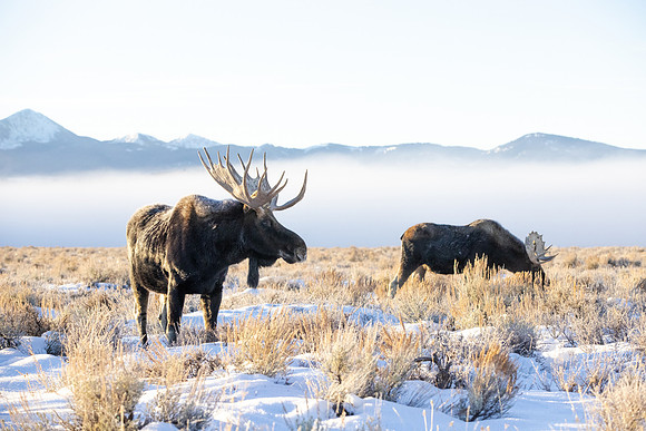 Moose in Grand Tetons