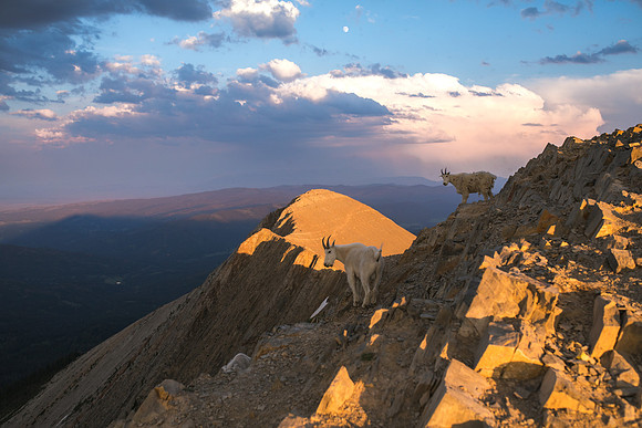 Goats on Sacajawea Peak