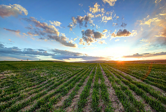 Open Field Sunset